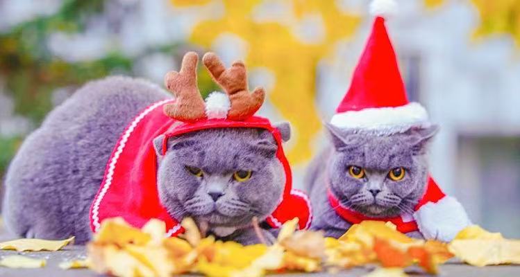 My British Shorthair